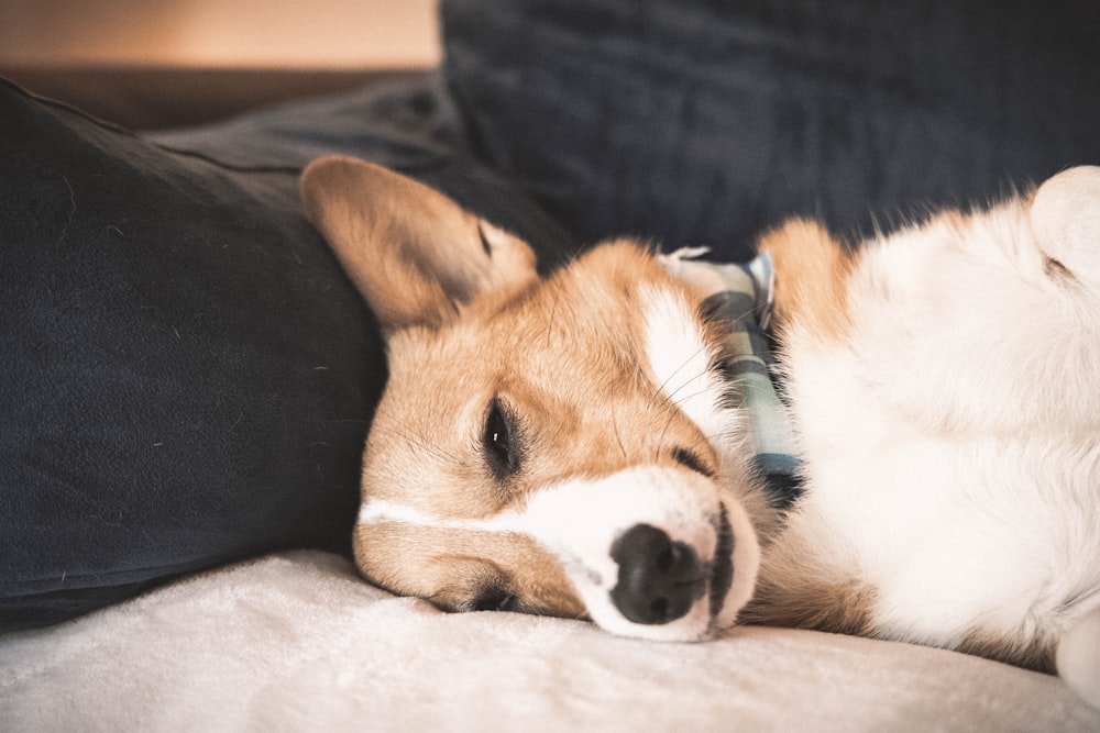 a dog lying on a couch