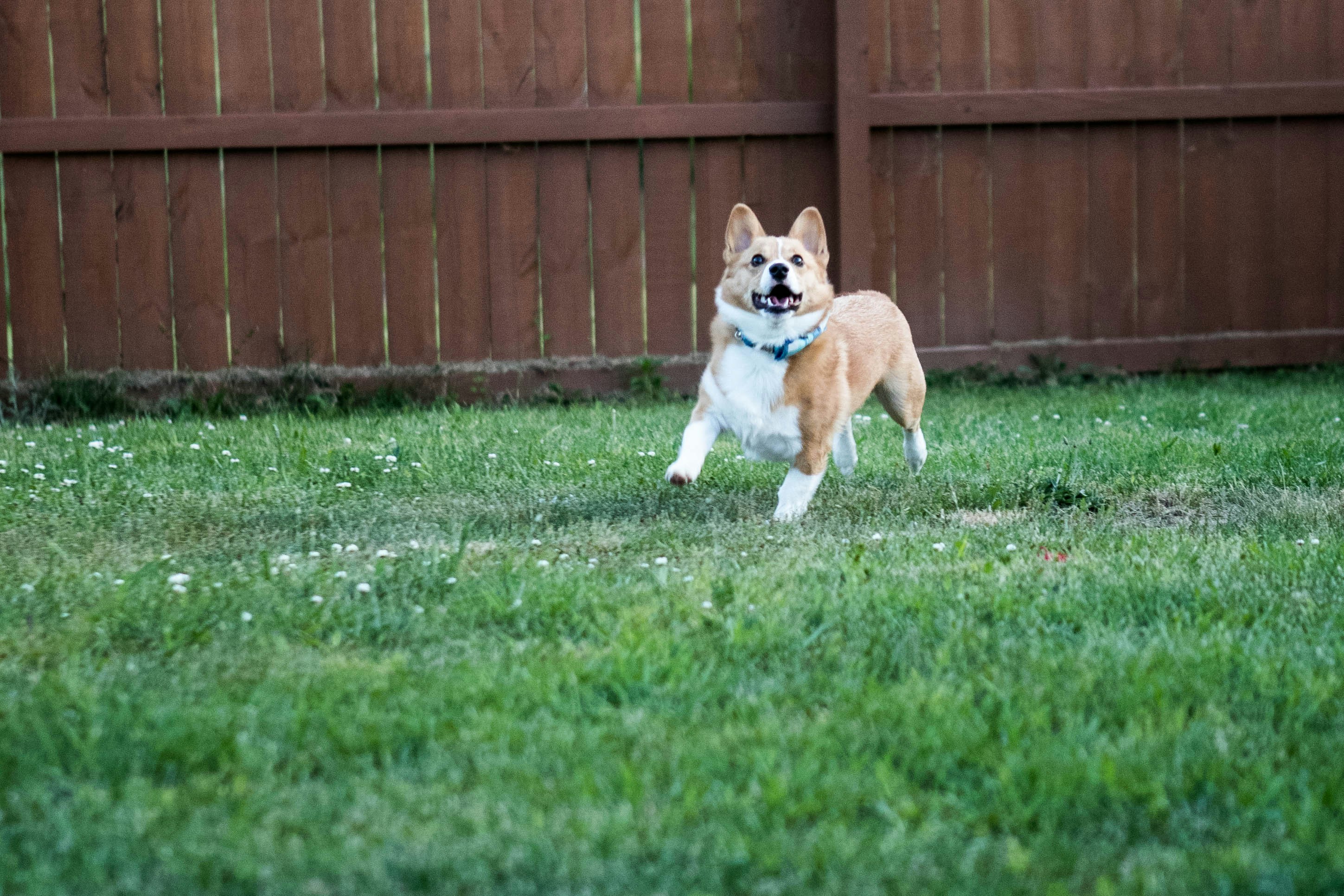 Happy dog running in a clean fenced backyard