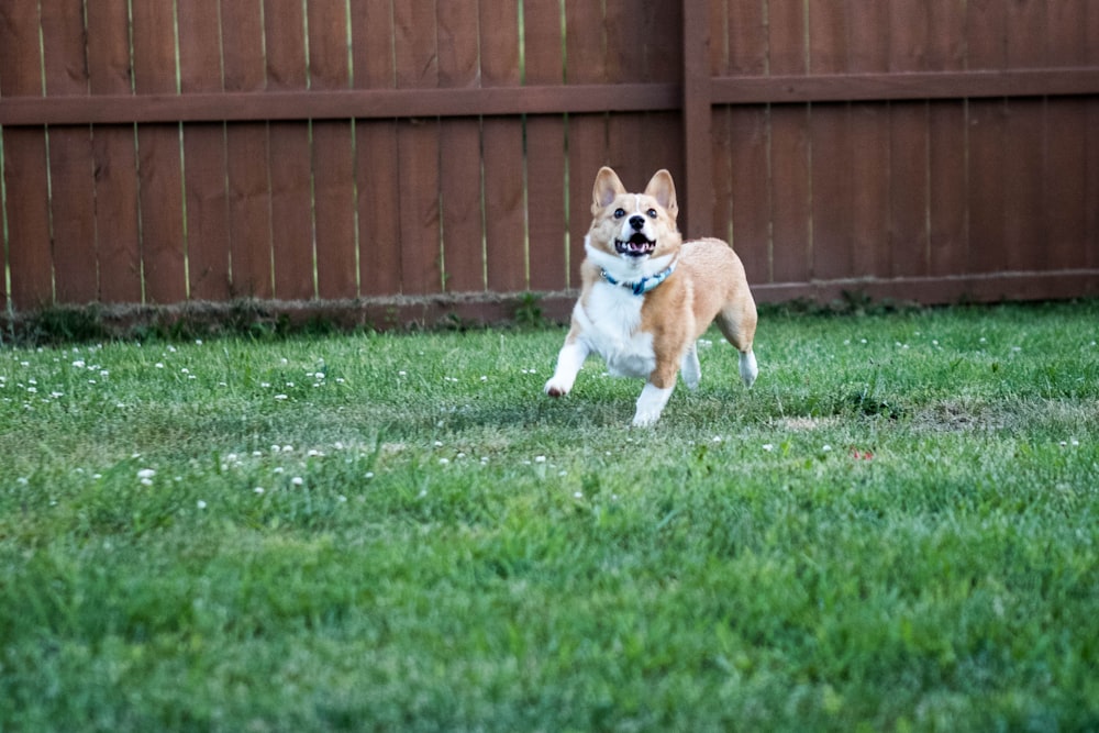 a dog running in a yard