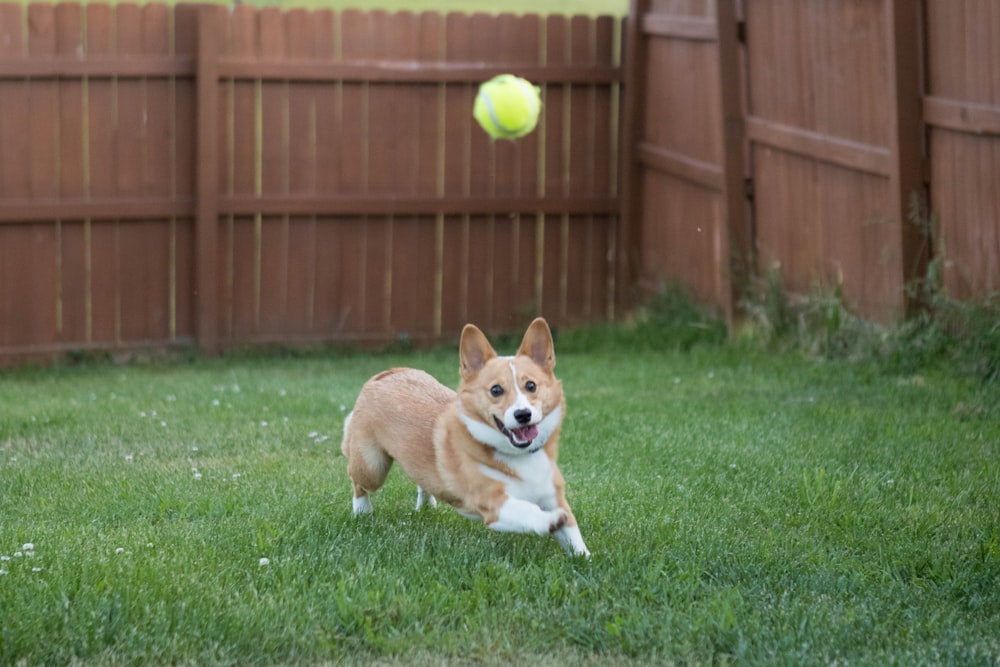 a dog running towards a ball