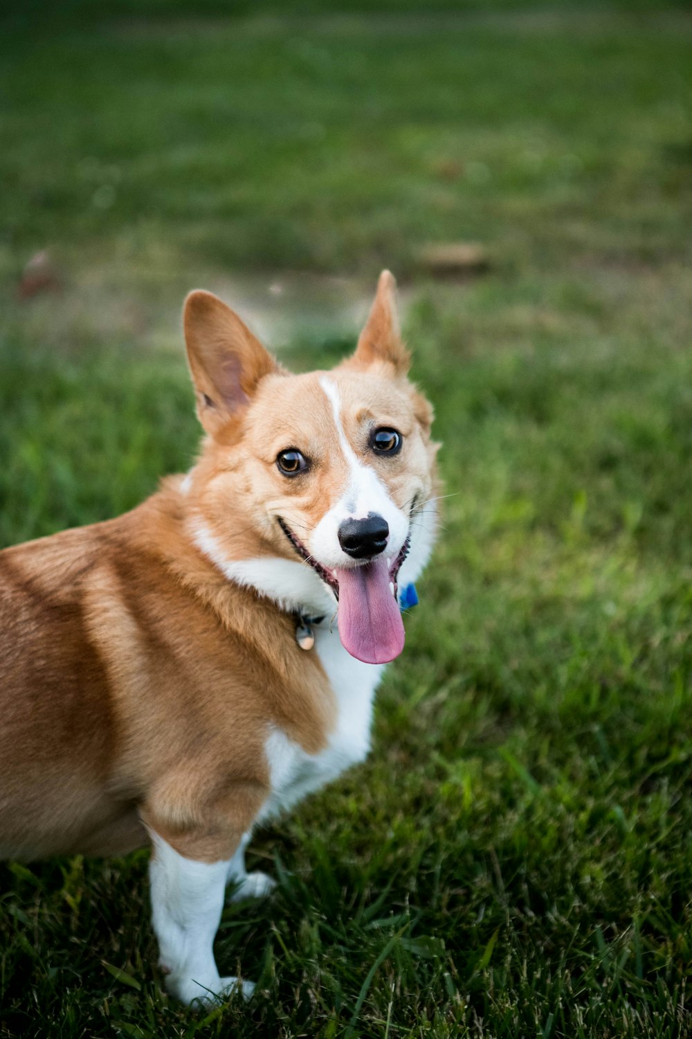 a dog standing in the grass