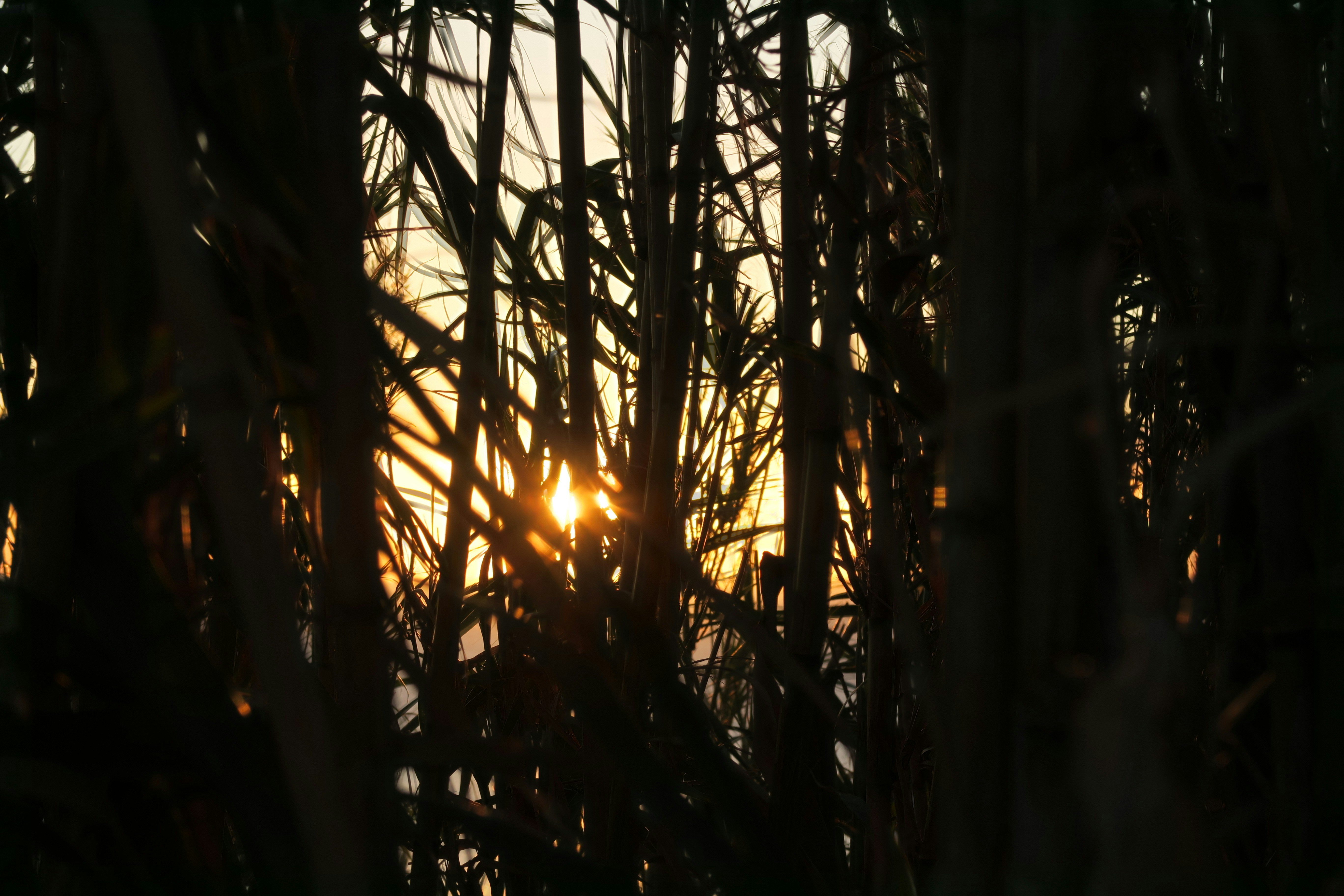 Photo by baltasarhenderson