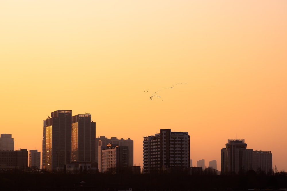 a group of birds flying over a city