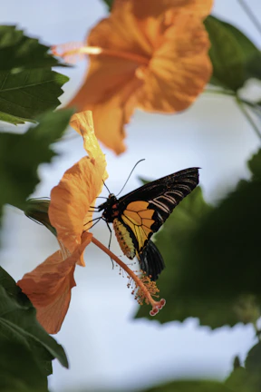 a butterfly on a flower