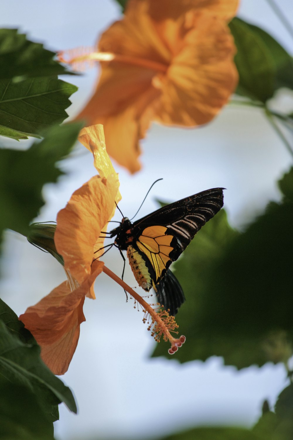 a butterfly on a flower