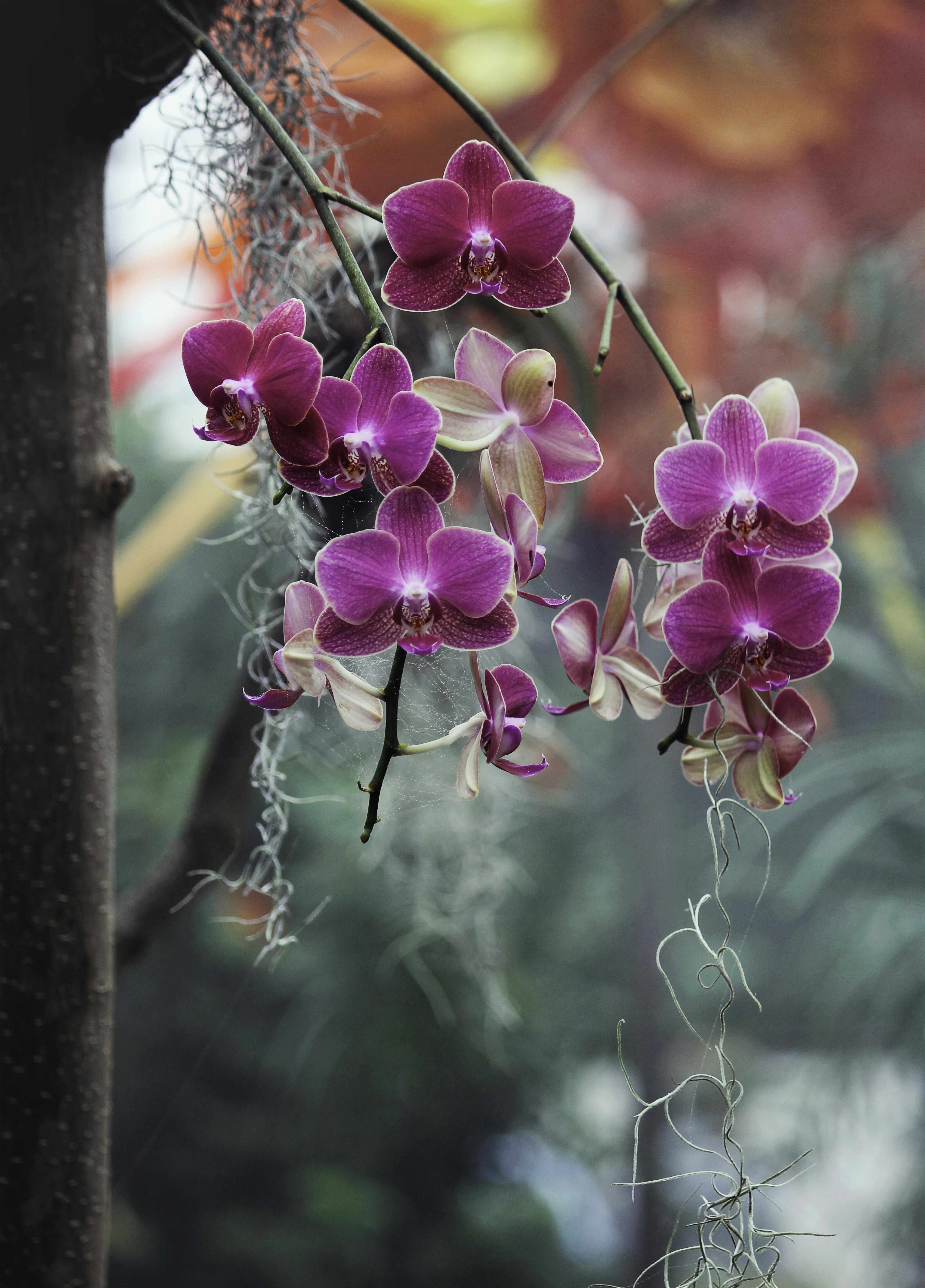 Os 6 tipos de orquídeas mais raras do mundo. | Enfeite Decora
