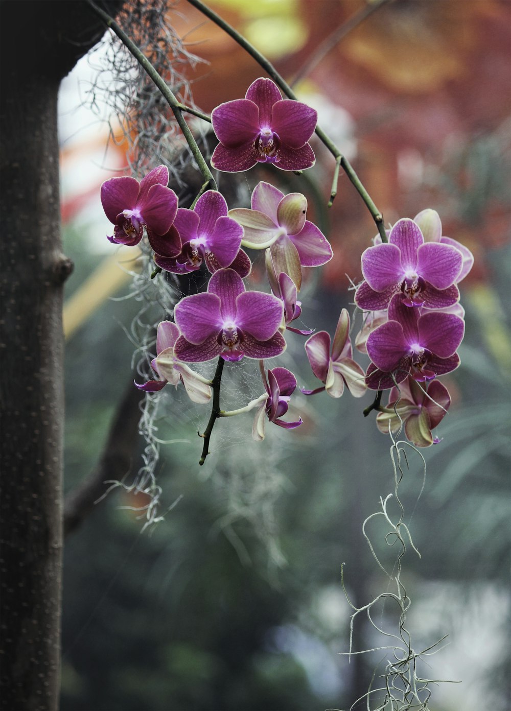 a close up of a purple flower