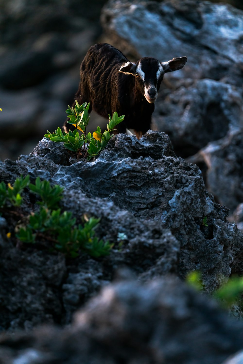 Eine Ziege auf einem Felsen
