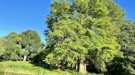 A picturesque view of a green park, demonstrating the impact of pollution control.