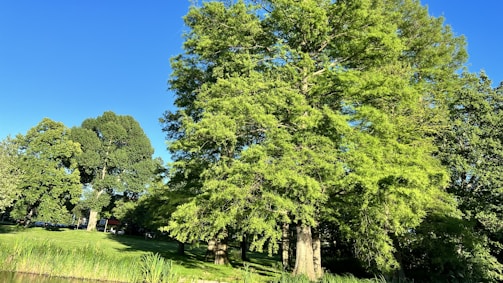 Volunteers planting trees together in a lush green park under a bright sky.