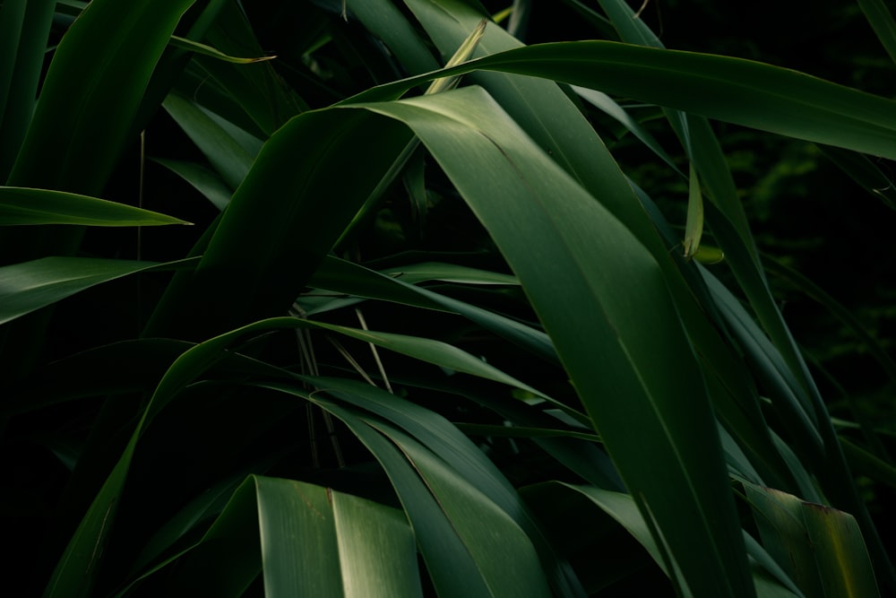 close-up of a plant