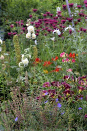 a field of flowers