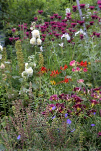 a field of flowers