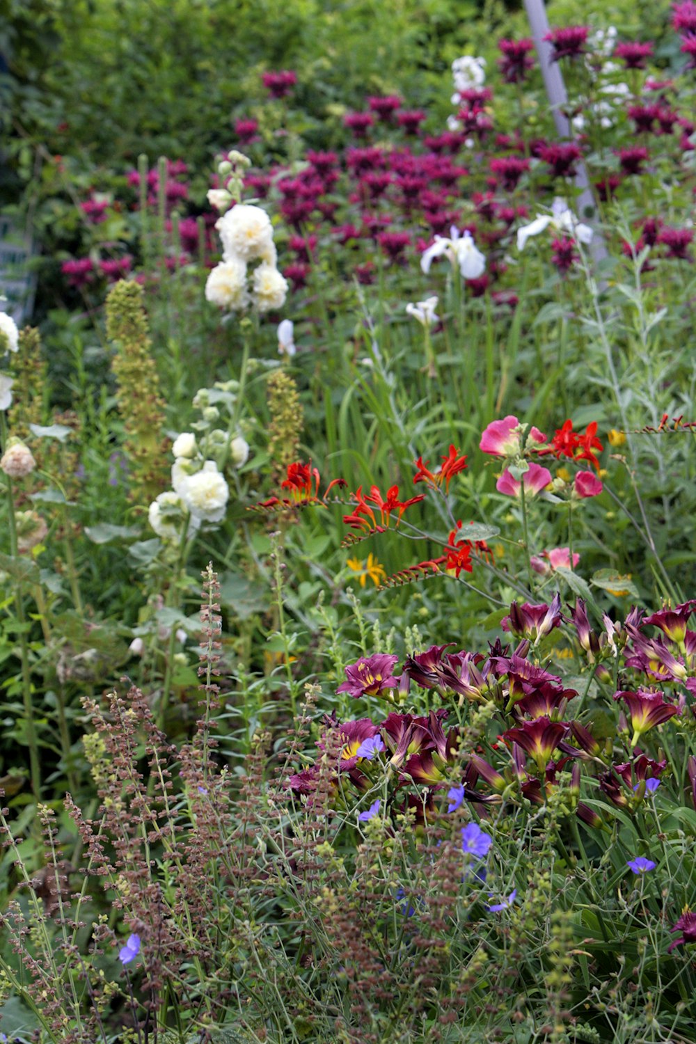 a field of flowers