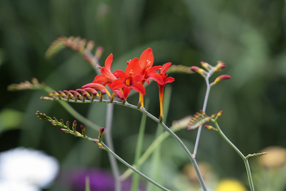 a close up of a flower