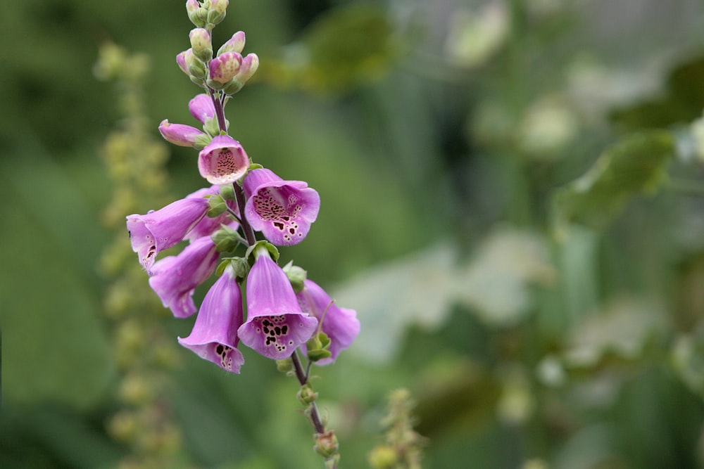 a close up of a purple flower