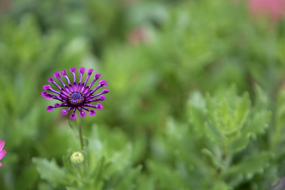 a purple flower in a field