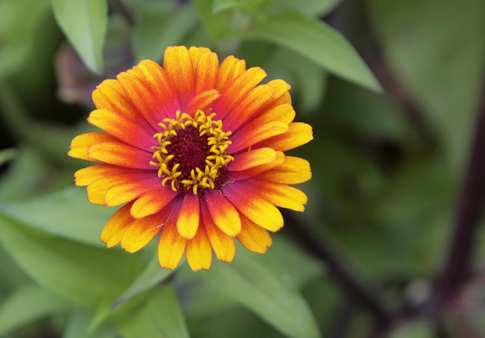 a close up of a flower