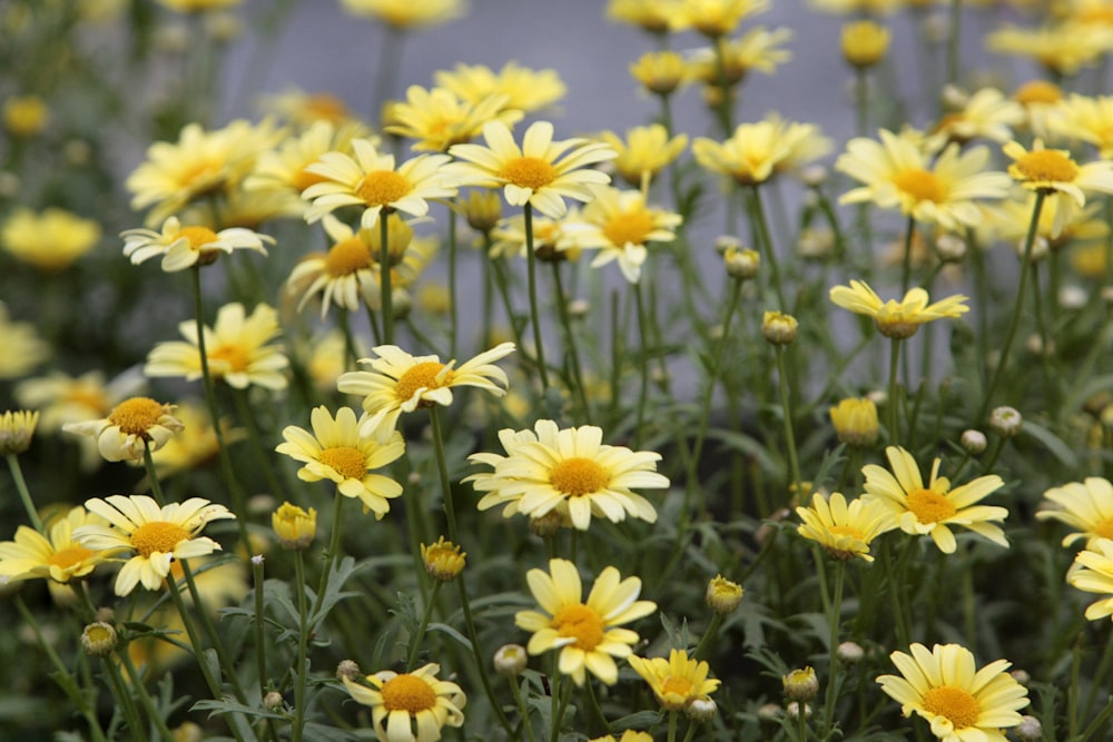 a field of yellow flowers