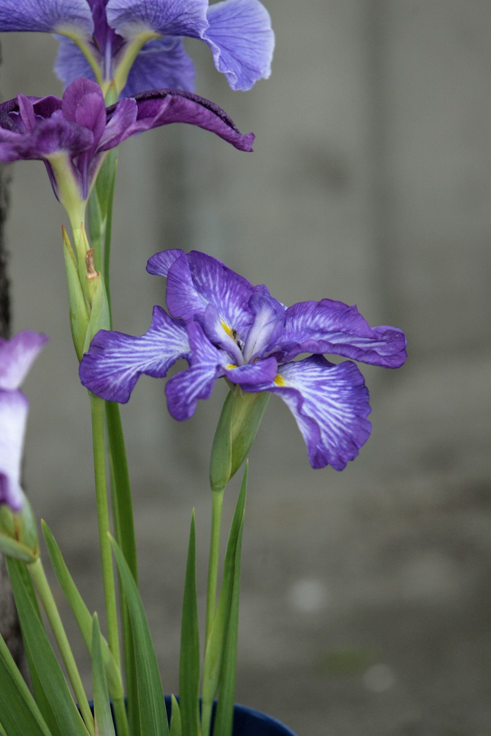 purple flowers with green stems