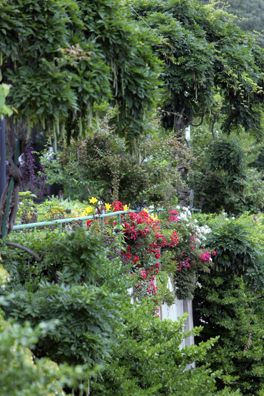 a garden with trees and plants