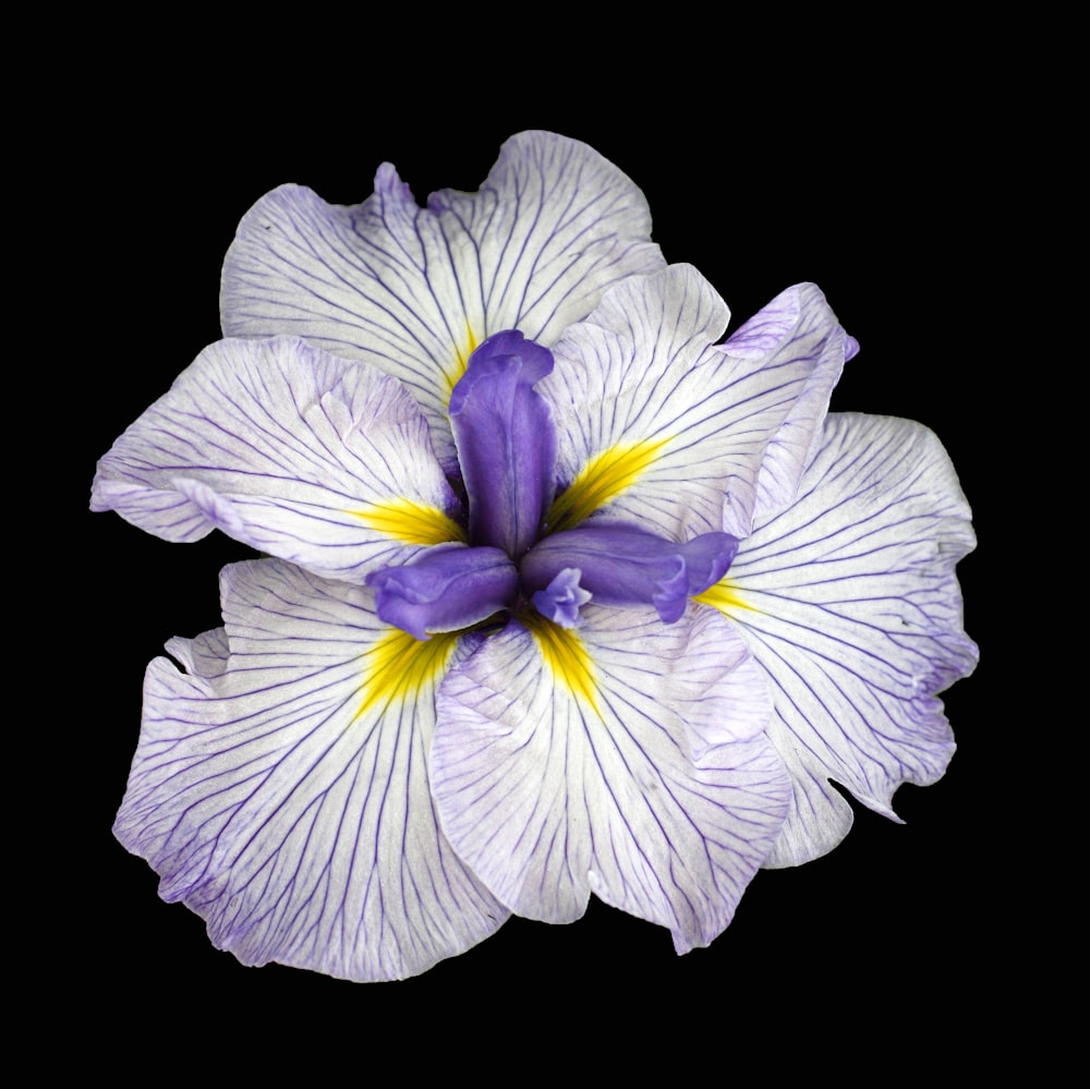 a white and purple flower