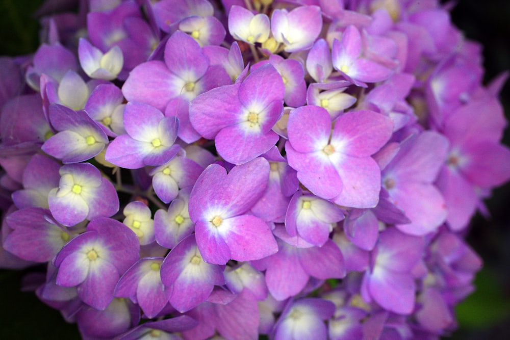 a group of pink flowers