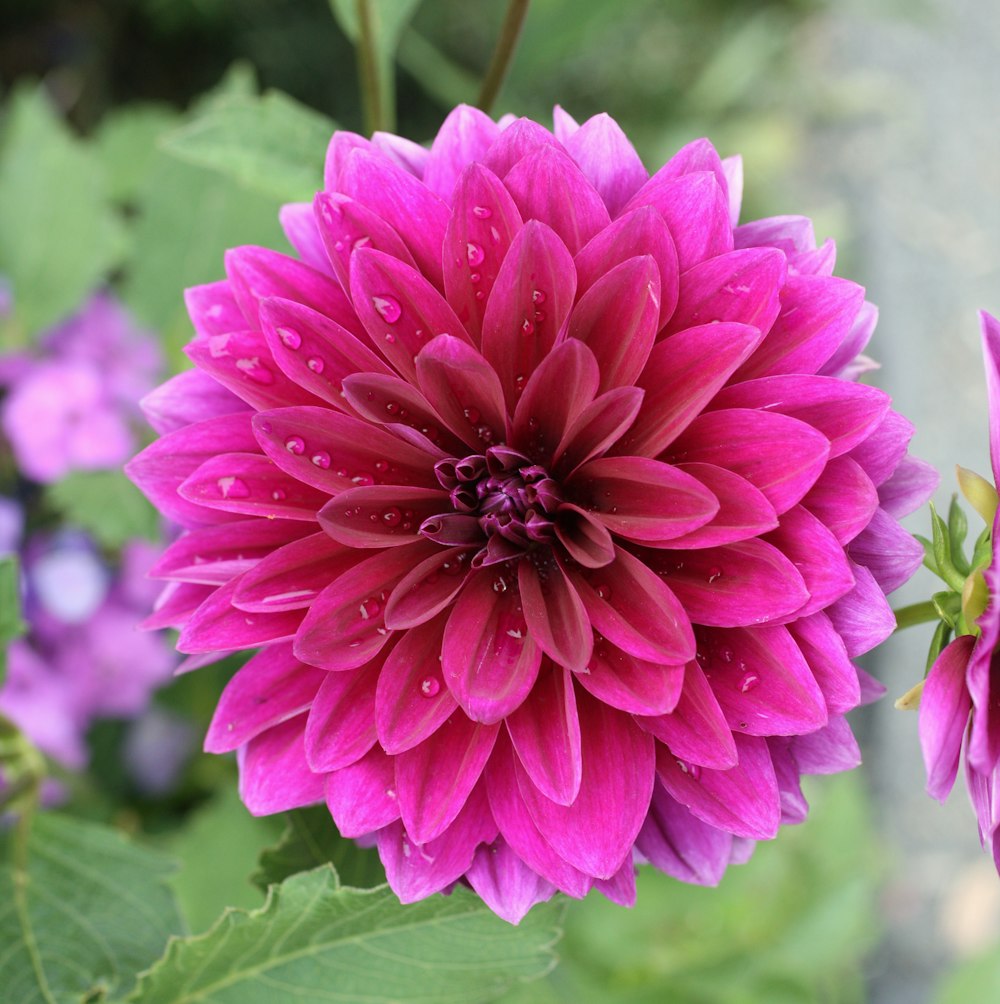 a pink flower with green leaves