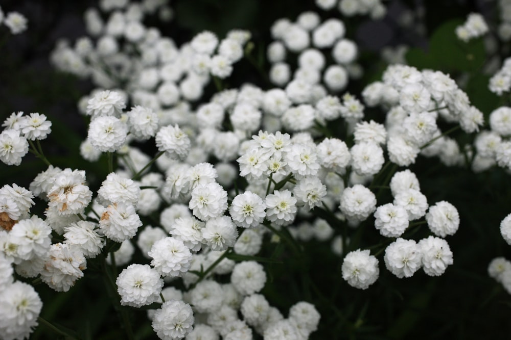 a large group of white flowers
