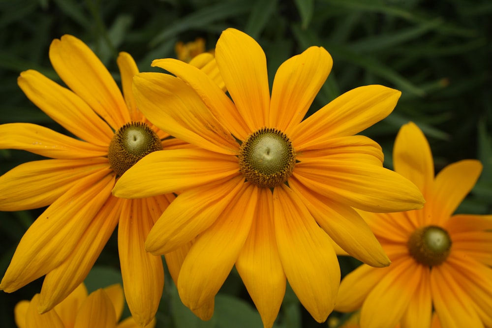a group of yellow flowers