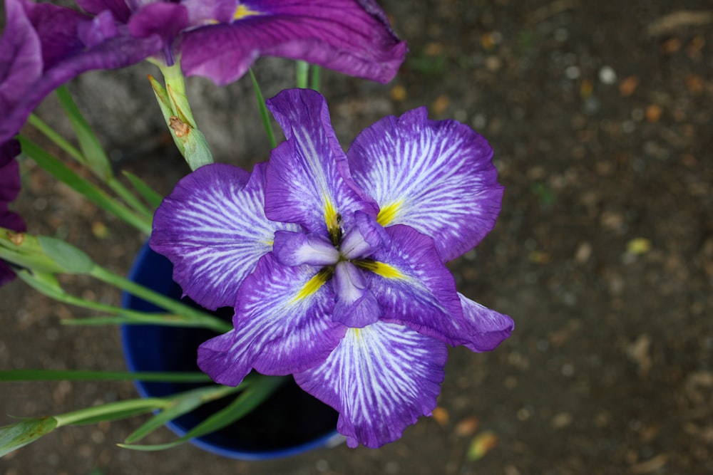 a purple flower with green leaves