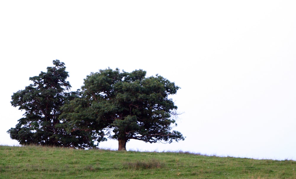 a couple of trees in a grassy field