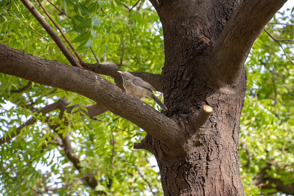 a bird on a tree branch