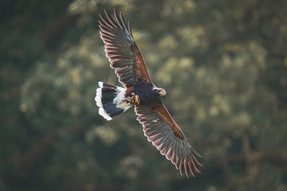 a bird flying in the air