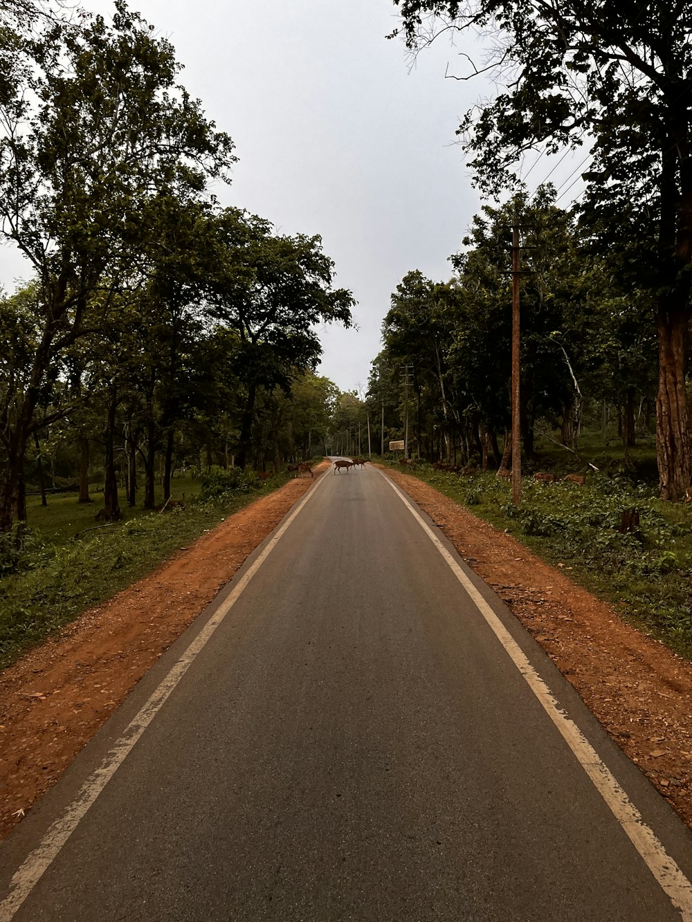 a road with trees on the side