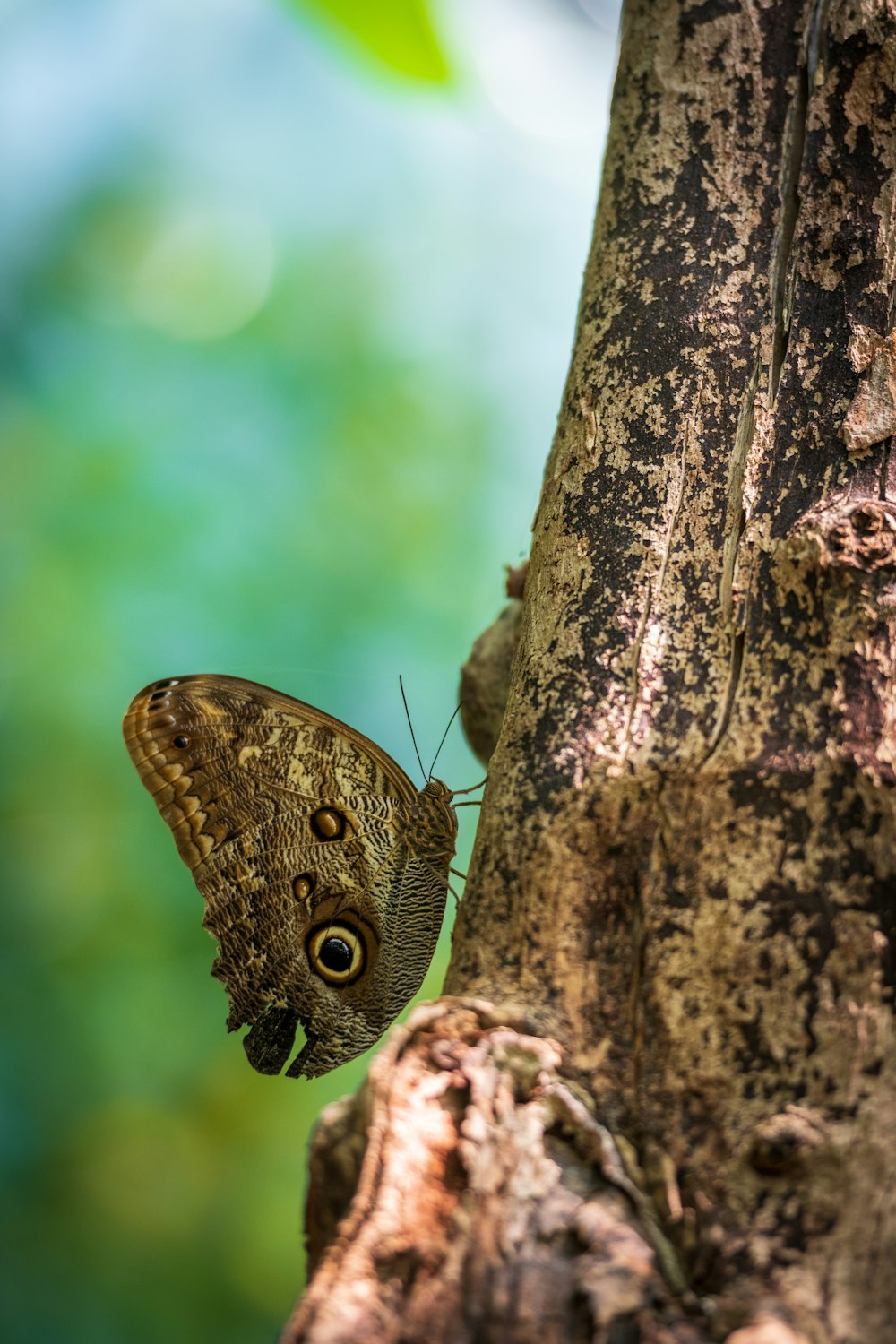 a butterfly on a tree