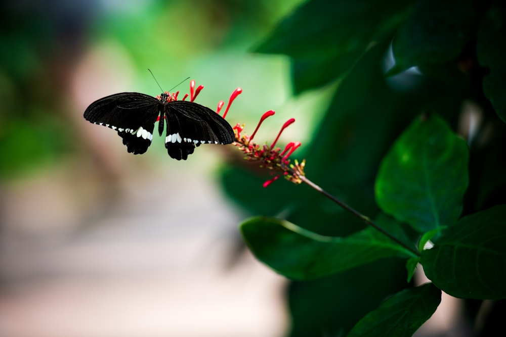 a black and red butterfly on a green leaf