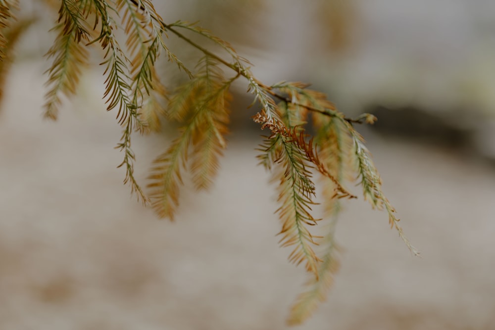 a close up of a plant