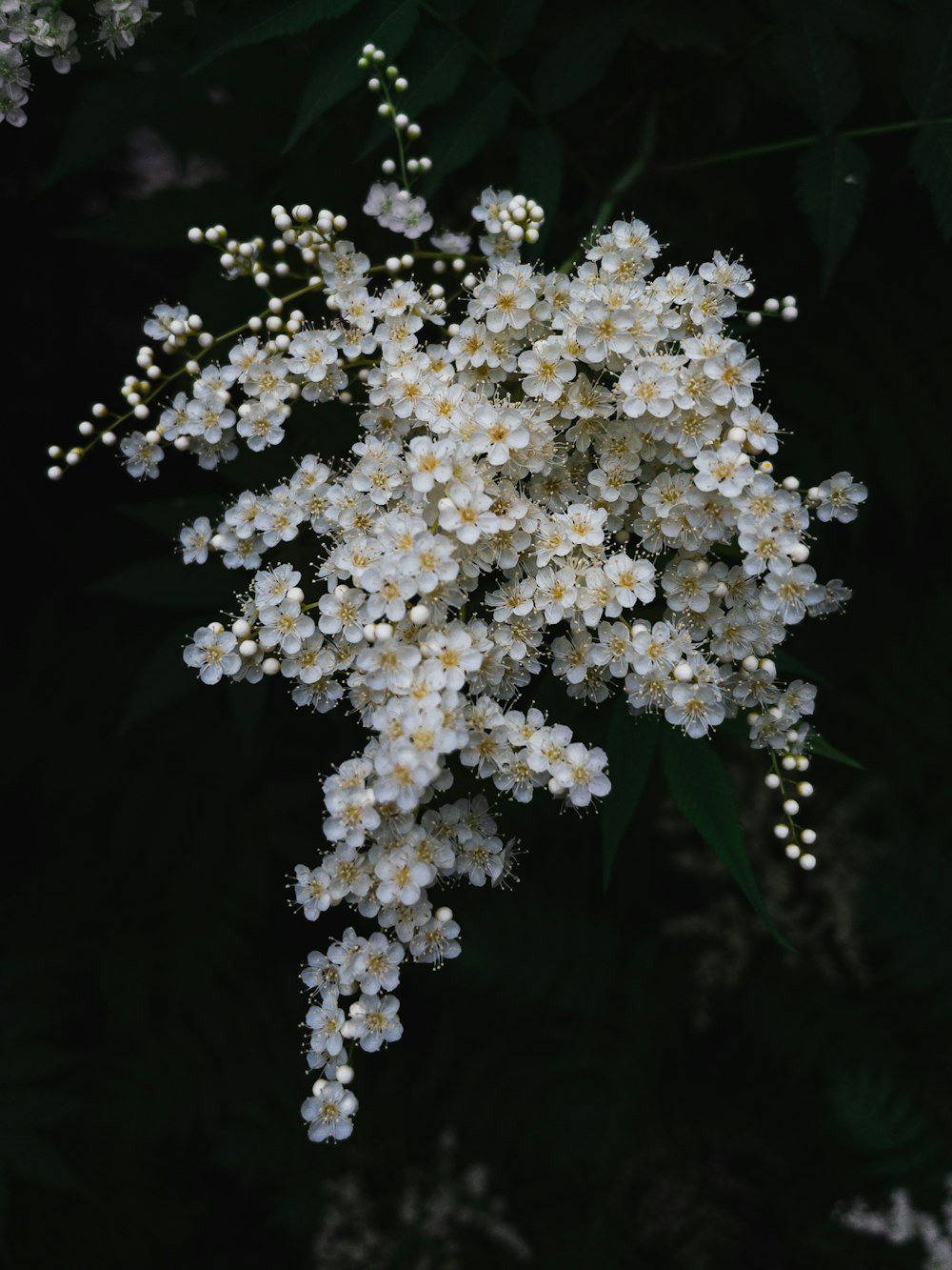 um close up de uma flor branca