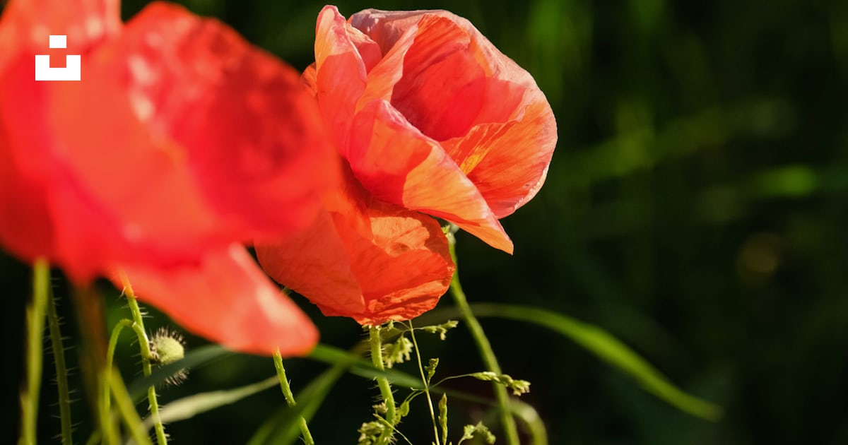Quelques fleurs rouges photo – Photo Rouge Gratuite sur Unsplash