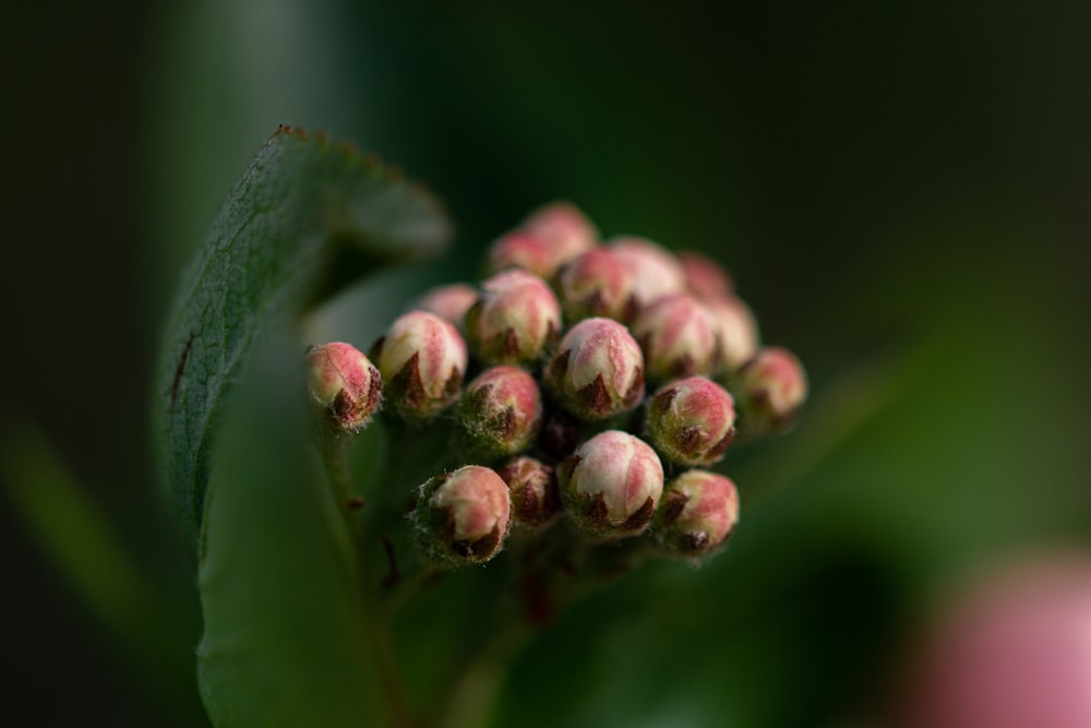 a close up of a plant with small round pink flowers
