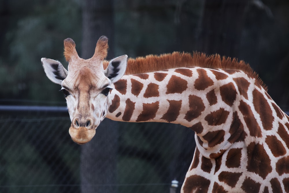 giraffes standing around in a zoo