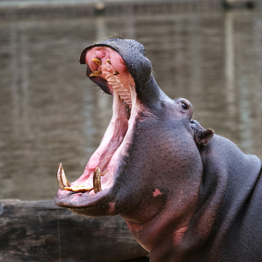 a hippo with its mouth open