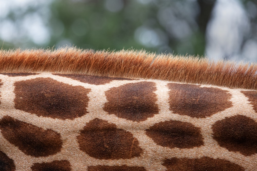 a giraffe's head with a long mane