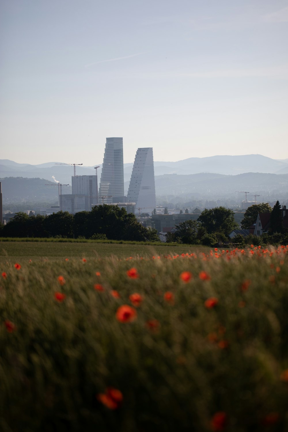 a field of flowers with a city in the background