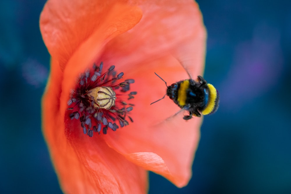 a bee on a flower