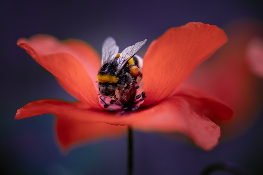 a bee on a flower