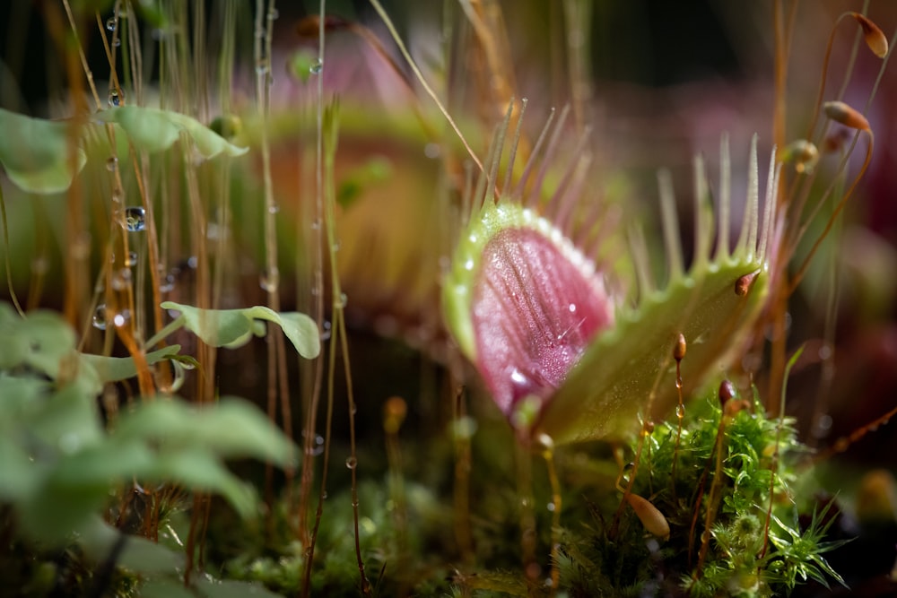 a close up of a flower