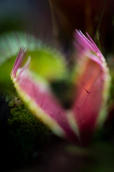 Close-up of a Venus flytrap with its trap open, set against a dark green botanical background.
