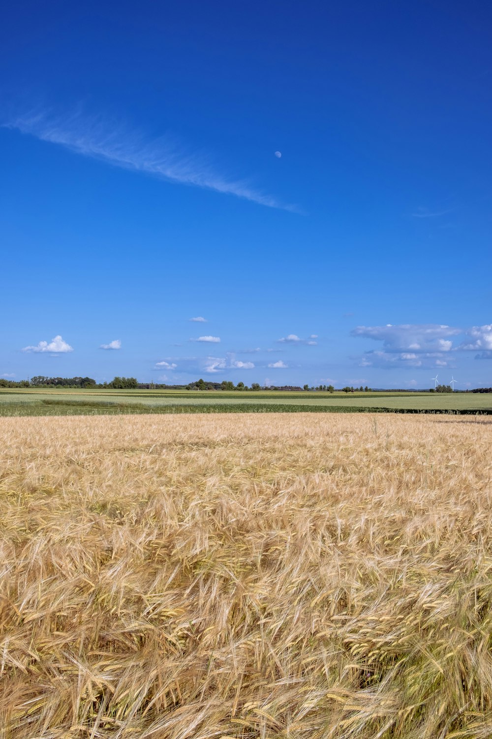 a field of wheat with blue sky and clouds